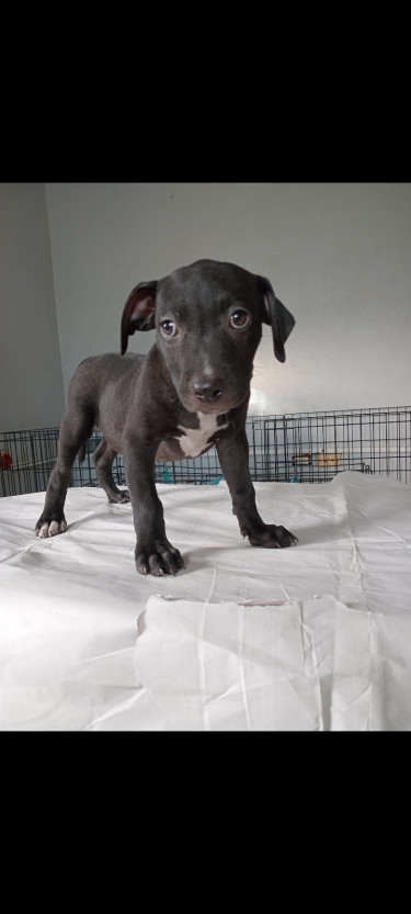 Pitbull Puppies For The Christmas 