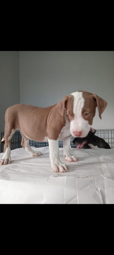 Pitbull Puppies For The Christmas 