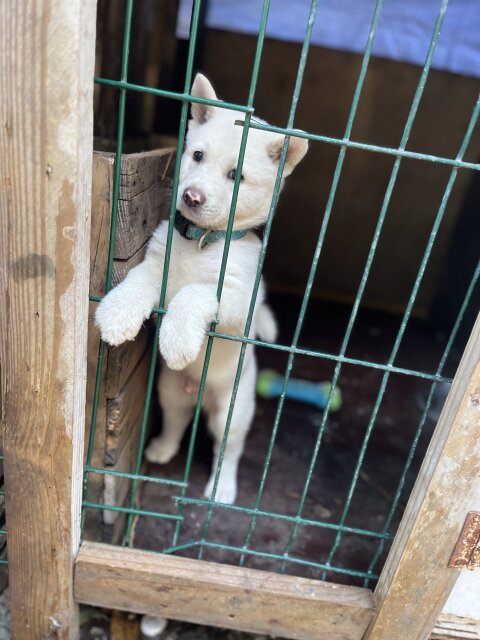 Male Akita Pup