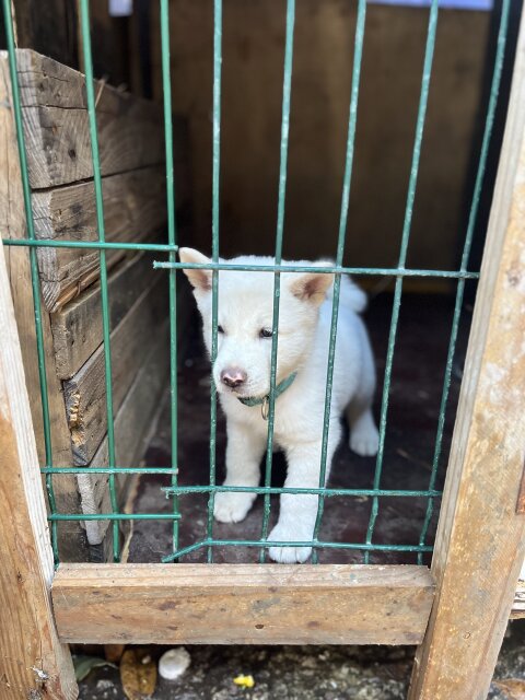 Male Akita Pup