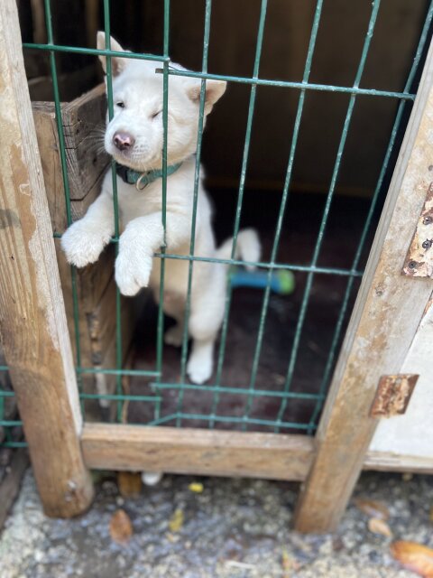 Male Akita Pup