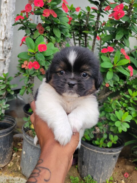 Shihtzu