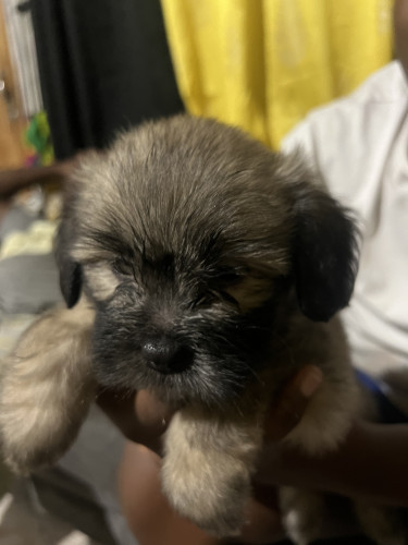 Shih Tzu Puppy First Vaccine Given