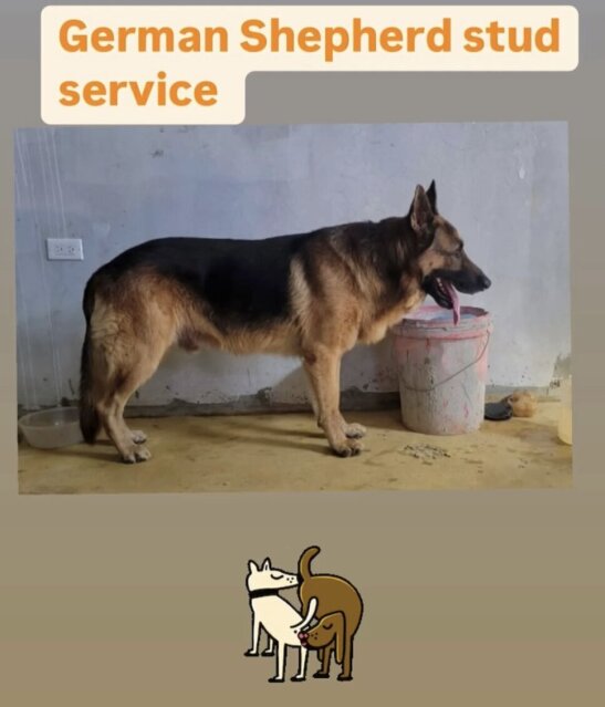 German Shepherd Stud For Mating