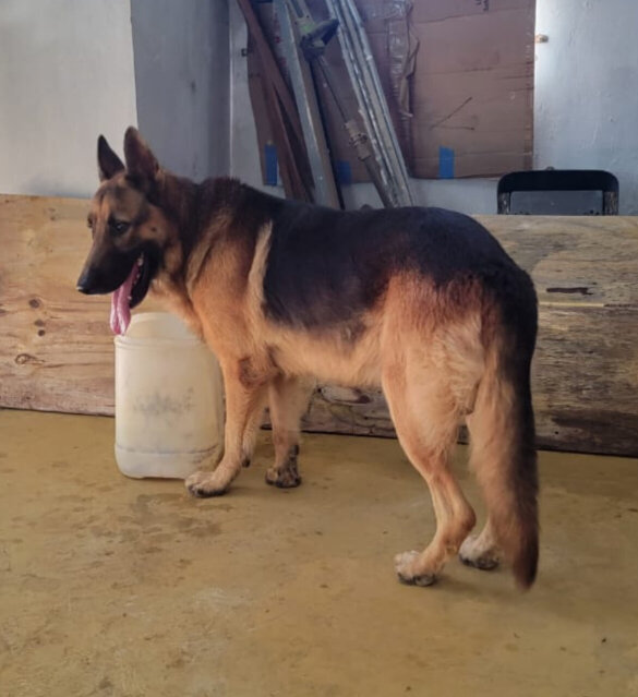 German Shepherd Stud For Mating