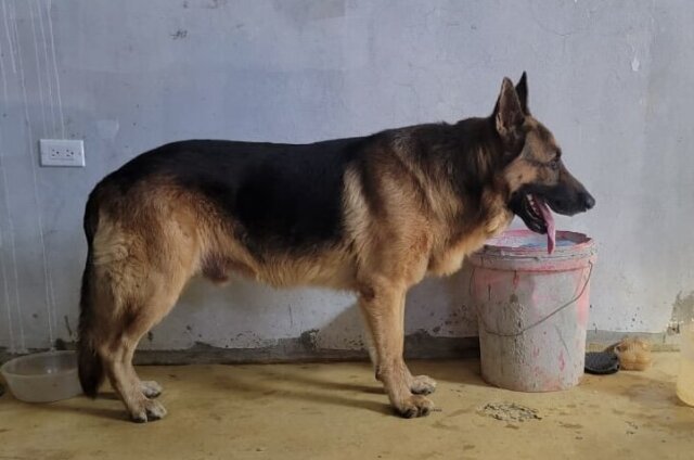 German Shepherd Stud For Mating