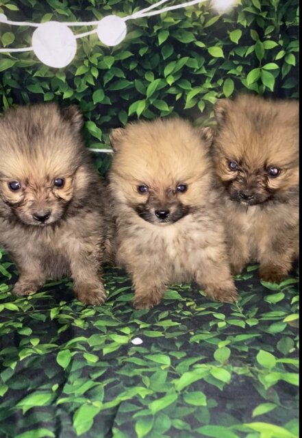 Fullbreed Pomeranian Puppies