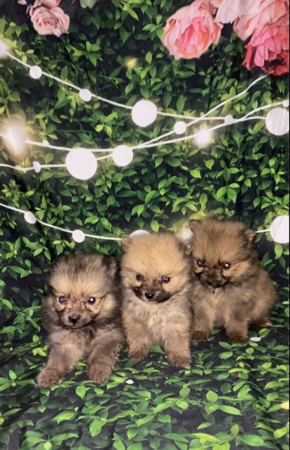 Fullbreed Pomeranian Puppies