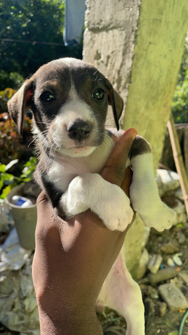 Mixed Breed Pups