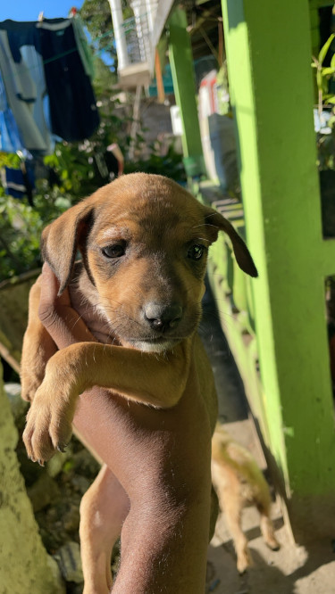 Mixed Breed Pups