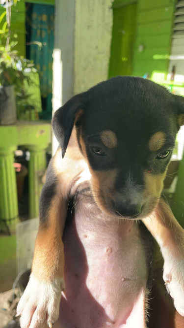 Mixed Breed Pups