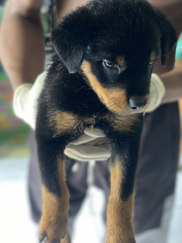 Rottweiler X German Shepherd 