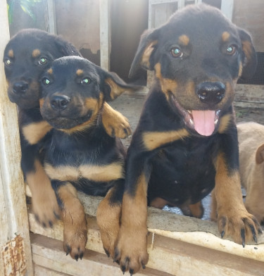 Rotti/mastiff  Puppies