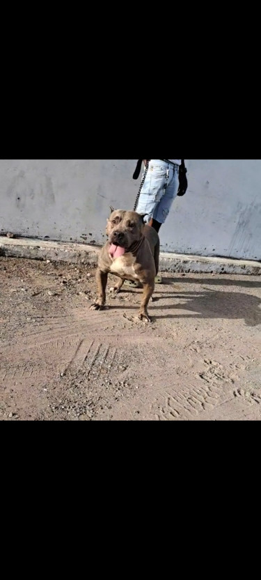 Blue Female Bully 