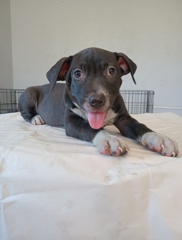 Christmas Pitbull Puppies 