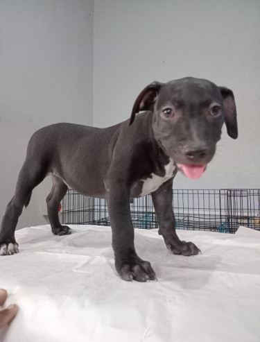 Christmas Pitbull Puppies 