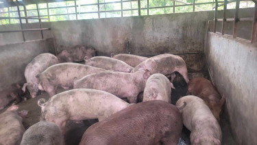 Piglet For Sale (Minutes From NCU)