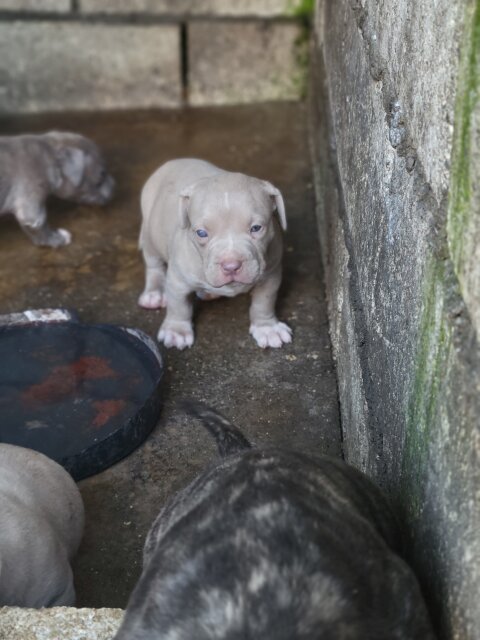 Bully Puppies