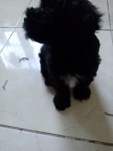 Shi Tzu Puppy For Safe 7 Weeks Old