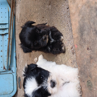 Shih Tzu Mix Puppies 