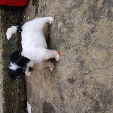 Shih Tzu Mix Puppies 