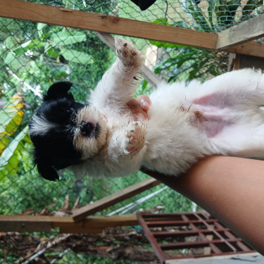 Shih Tzu Mix Puppies 