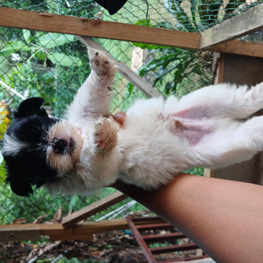 Shih Tzu Mix Puppies 