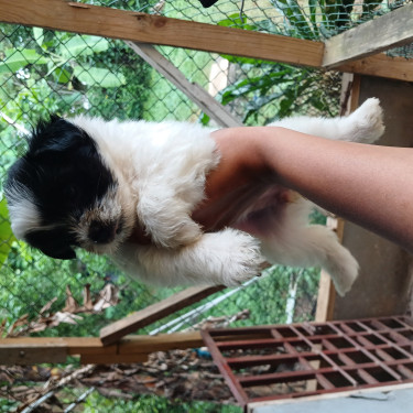 Shih Tzu Puppies