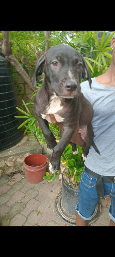 Christmas Vaccinated Male Pitbull Puppy 