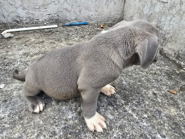 Purebred Bully