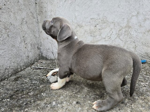 Purebred Bully