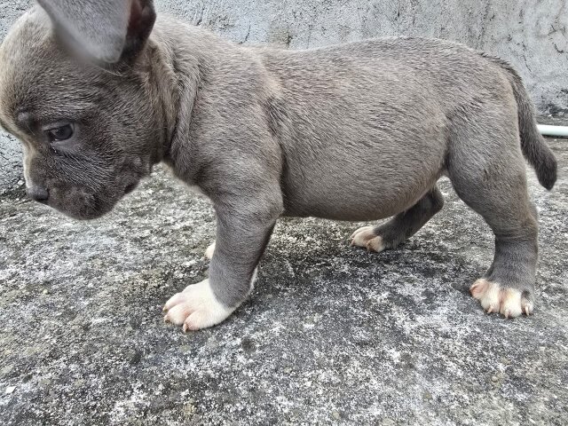 Purebred Bully