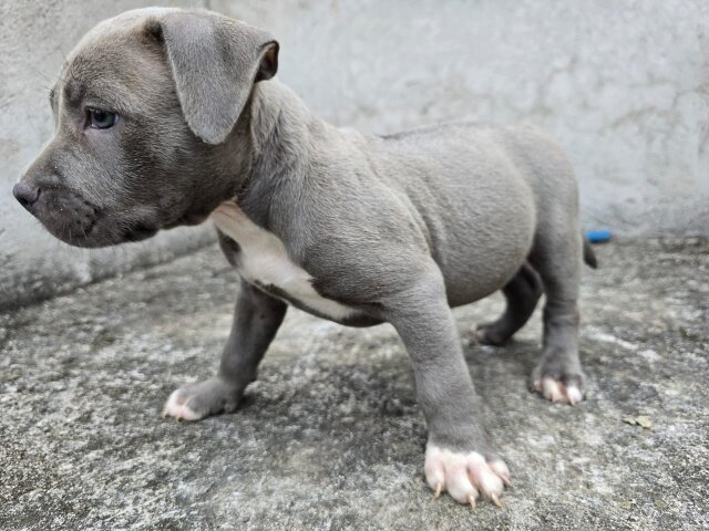 Purebred Bully