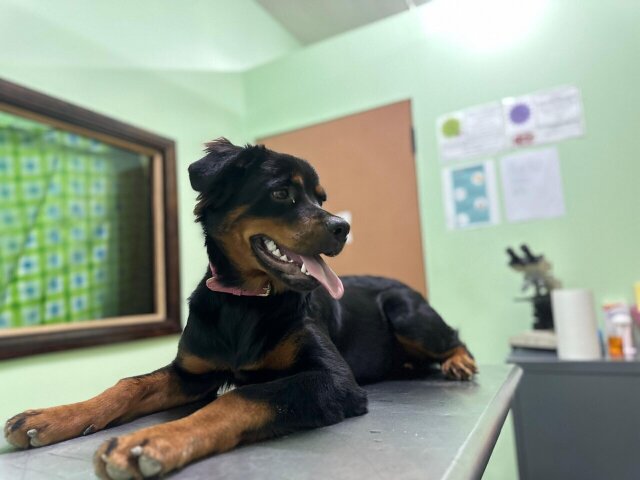 Rottweiler 6 Months Old 18764924132