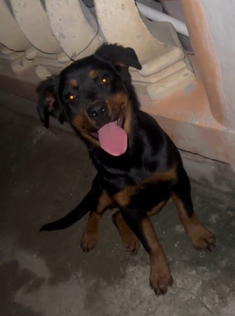 Rottweiler 6 Months Old 18764924132