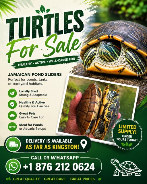 Turtles For Sale In Kingston