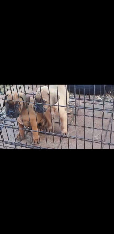 Rotti And Mastiff Mix And Straight Mastiff Pups