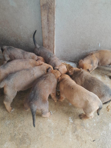 Rotti And Mastiff Mix And Straight Mastiff Pups