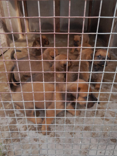 Rotti And Mastiff Mix And Straight Mastiff Pups