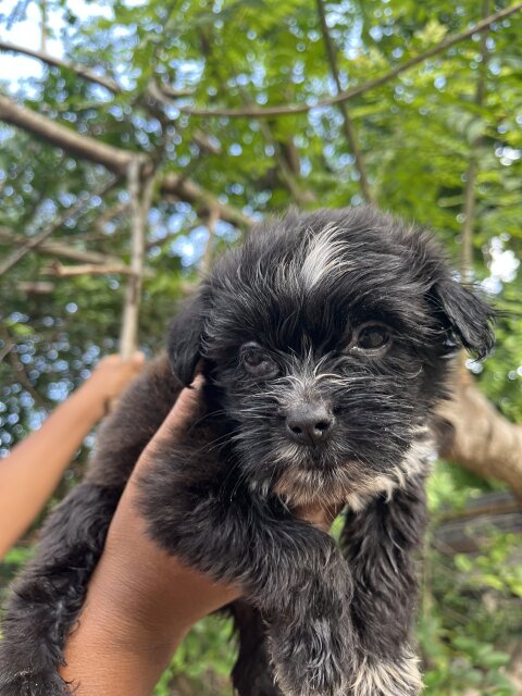 Shih Tzu Poodle Mix Puppies