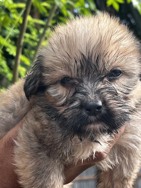 Shih Tzu Poodle Mix Puppies