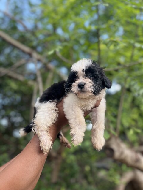 Shih Tzu Poodle Mix Puppies