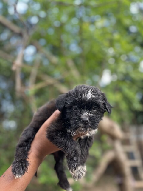 Shih Tzu Poodle Mix Puppies