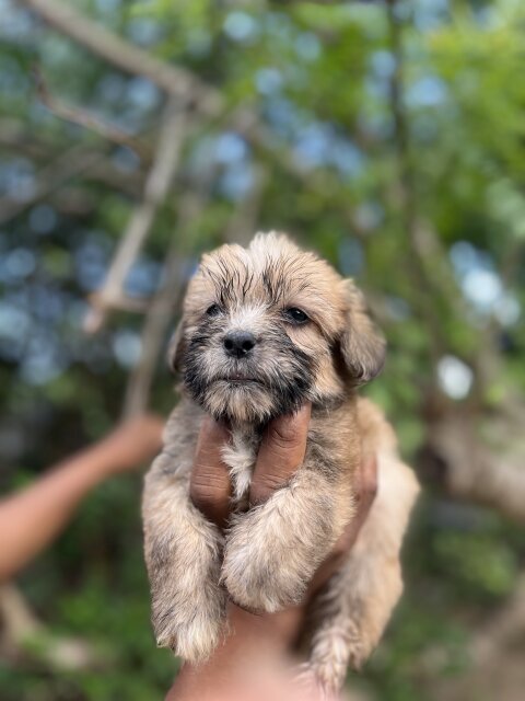 Shih Tzu Poodle Mix Puppies