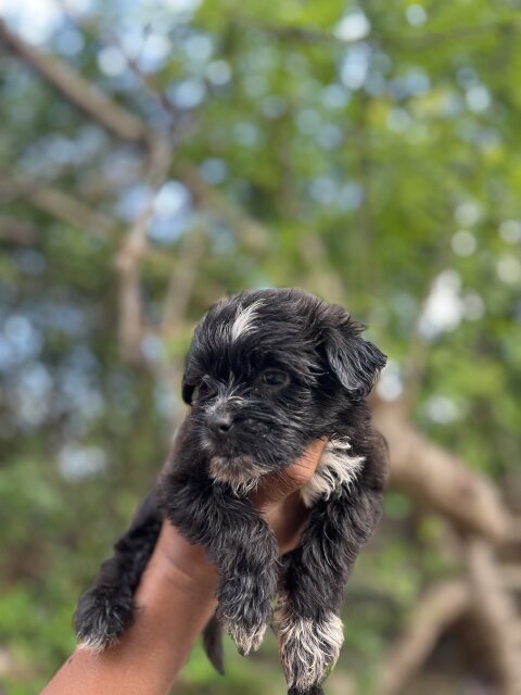 Shih Tzu Mix With Poodle Pups