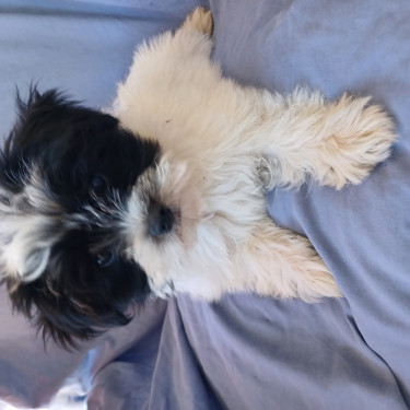 Shih Tzu Puppy For Sale