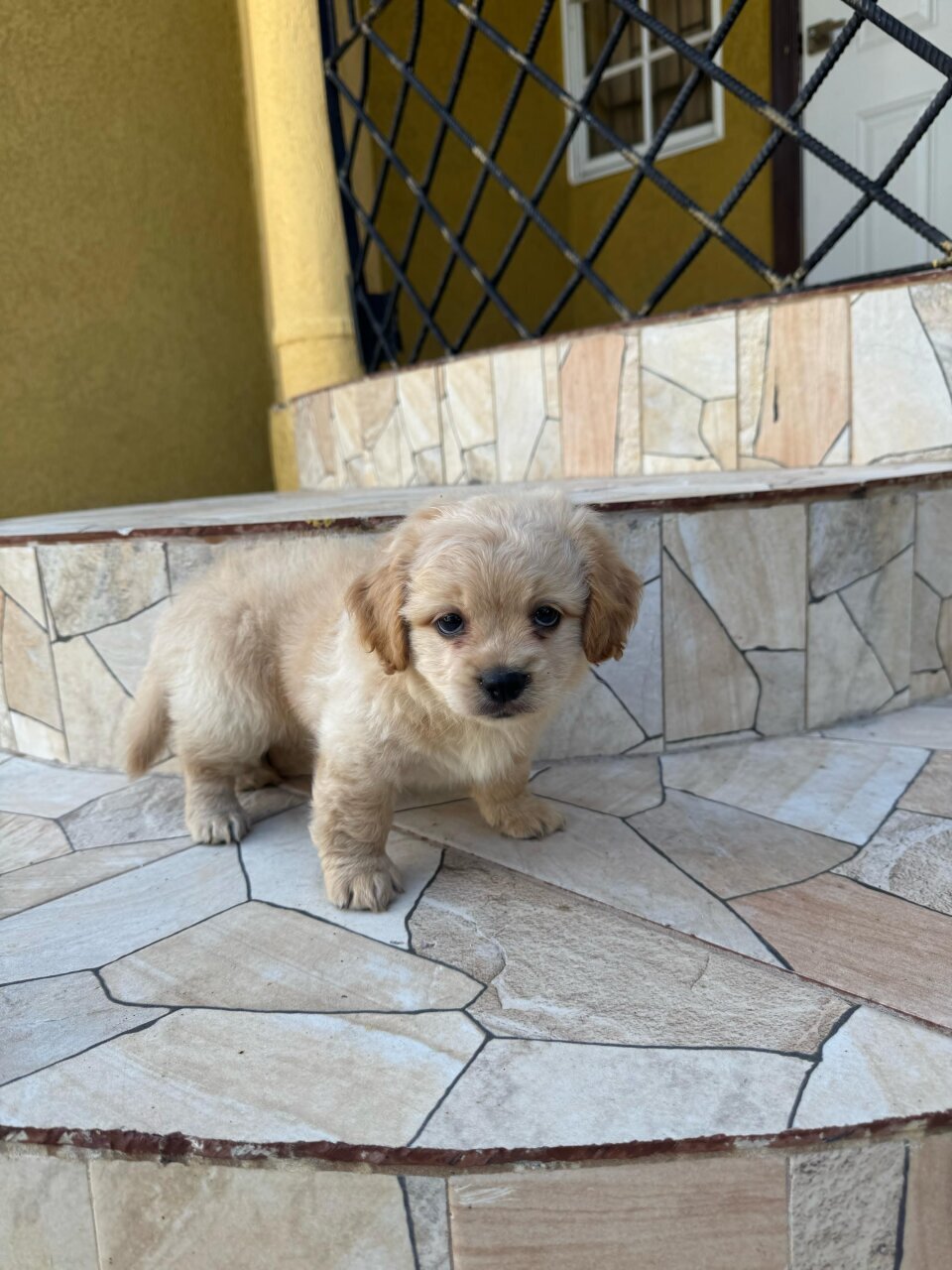 For Sale: Cocker Spaniel X Pomeranian NEGOTIABLE - Montego Bay
