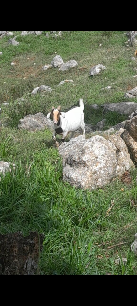 Ram Goats
