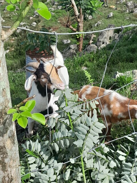 Ram Goats