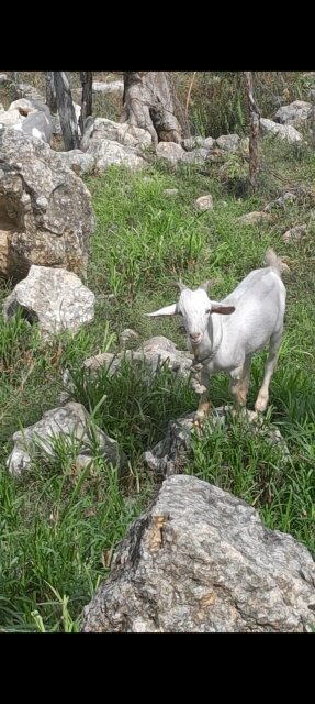Ram Goats